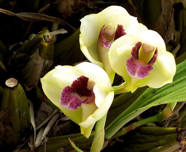 Bifrenaria