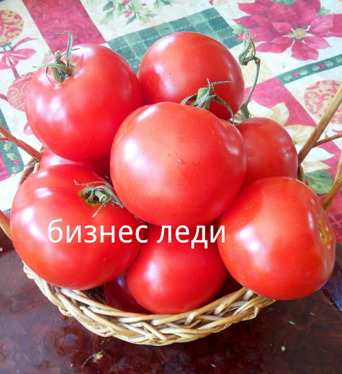 Томат бизнес леди: описание сорта, отзывы (5), фото | tomatland.ru