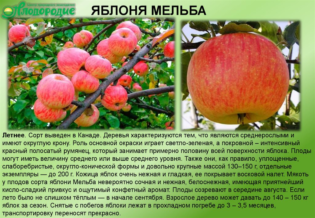 Яблоня мельба: описание сорта, фото и отзывы | всё о сотках
