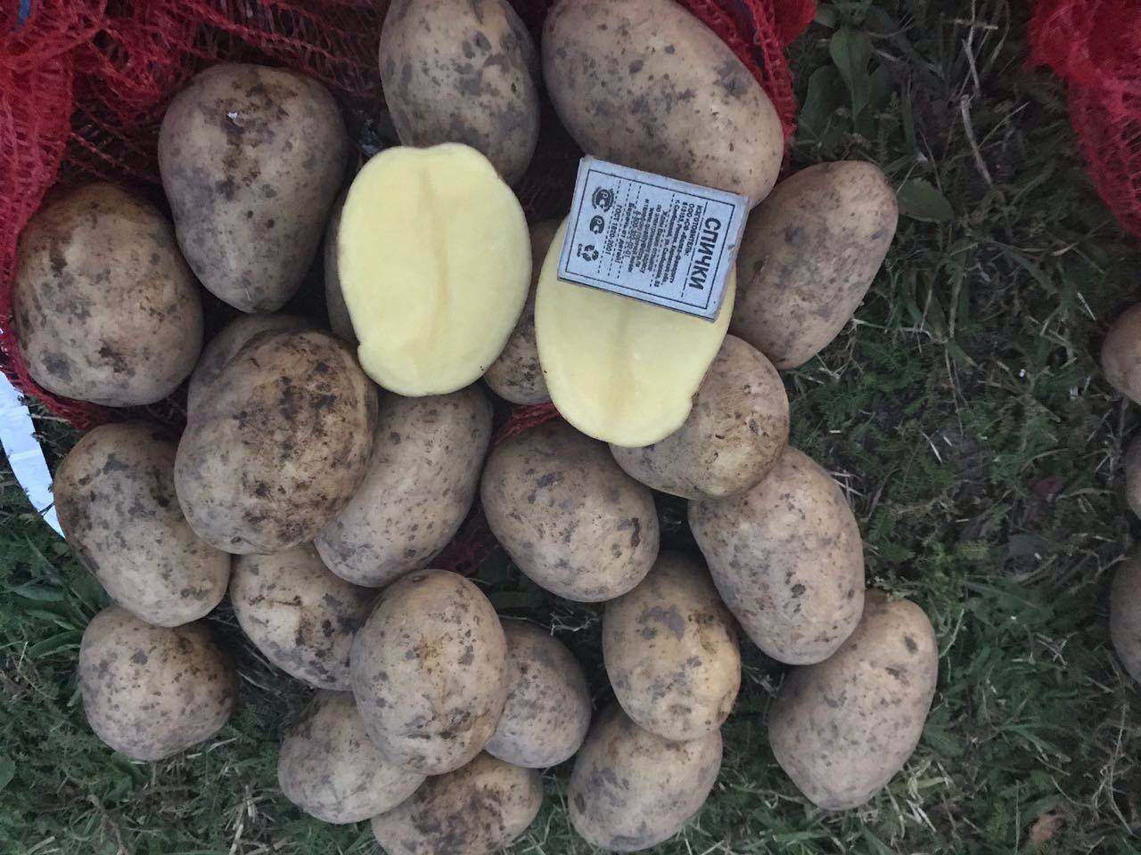 Секрет рекордных урожаев с картофелем волат: описание сорта и характеристика