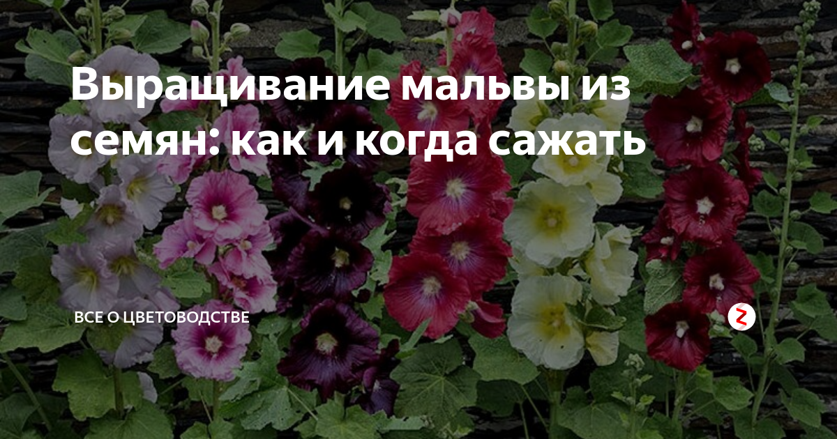 Мальва многолетняя: посадка и уход в открытом грунте. выращивание мальвы многолетней