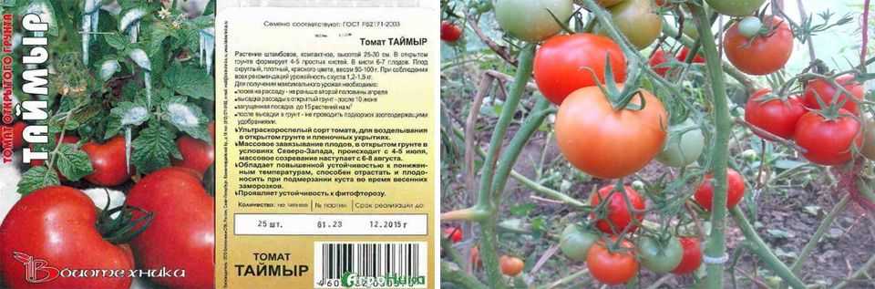 Лучшие низкорослые помидоры для открытого грунта