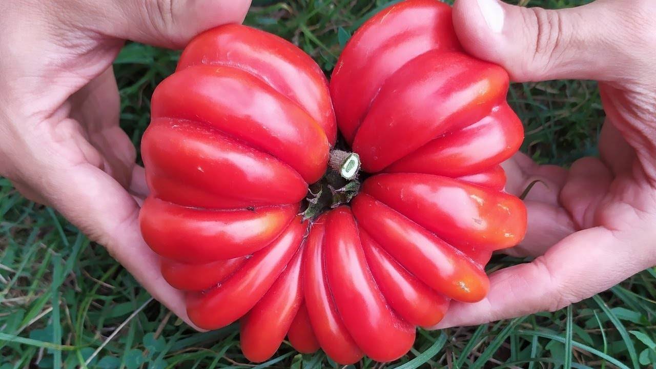 Каталог томатов | tomatland.ru