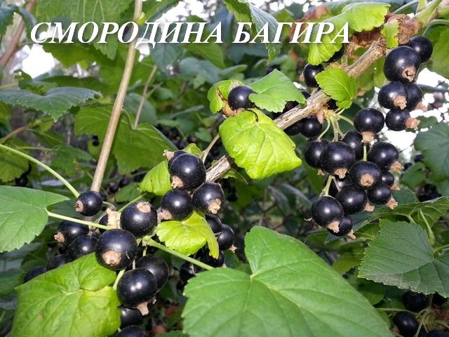 Смородина багира: описание сорта и характеристики, посадка и уход с фото