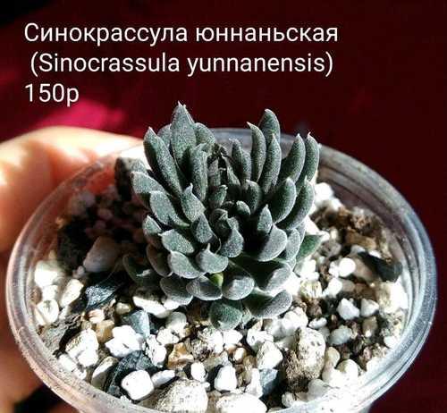 Разновидности крассулы или толстянки: правильный уход в домашних условиях