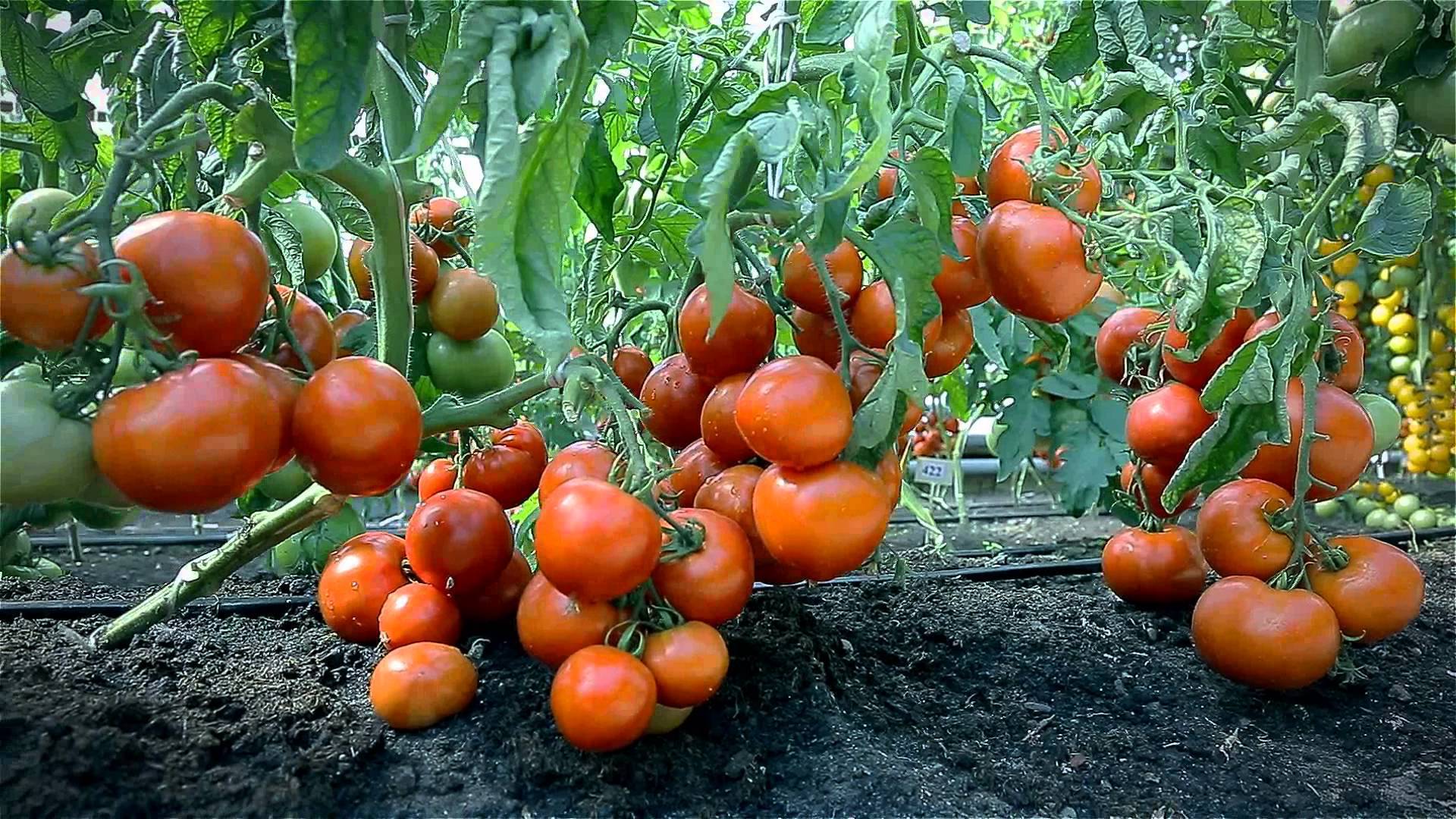 Низкорослые томаты: лучшие сорта с фото и названиями (каталог)