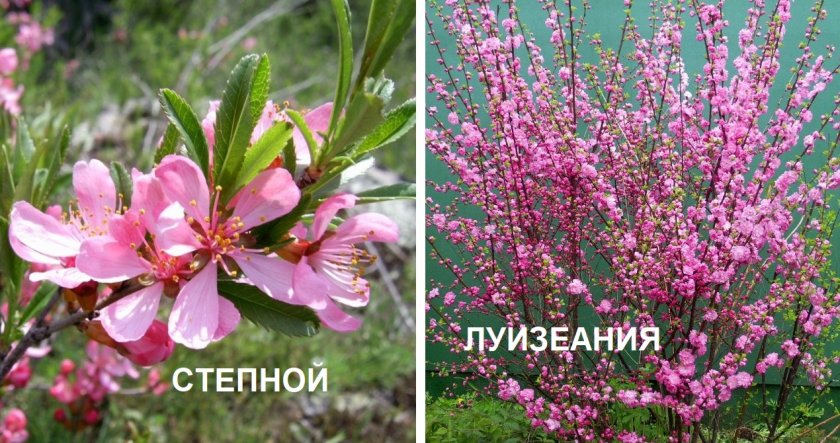 Какой миндаль можно выращивать в средней полосе? виды, сорта, условия и уход. фото — ботаничка