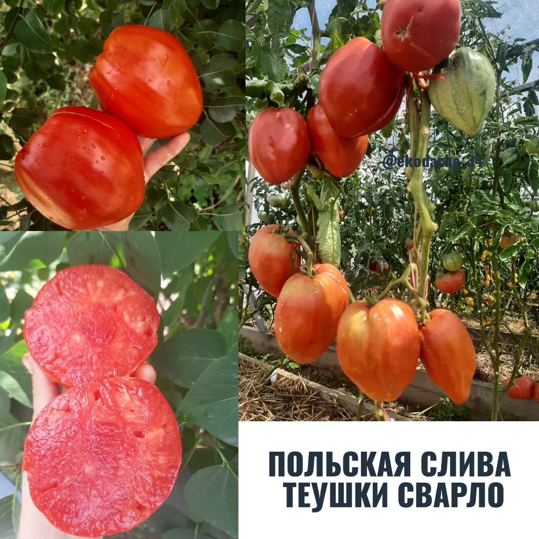 Томат польская слива тетушки сварло характеристика описание сорта - у дачки