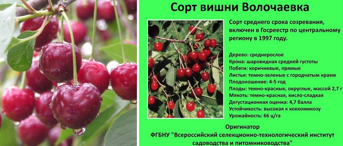 Описание и характеристика вишни сорта новодворская особенности посадки и ухода