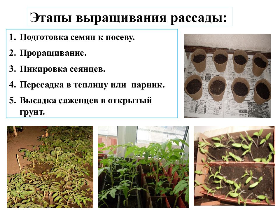 Томат "дубрава": описание сорта, особенности ухода и выращивания, преимущества и недостатки помидора