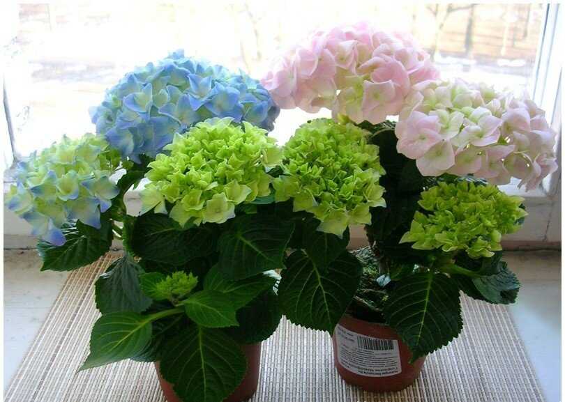 Гортензия (hydrangea) описание, выращивание, посадка и уход. программа pro цветы | flokus.ru - ландшафтный дизайн
