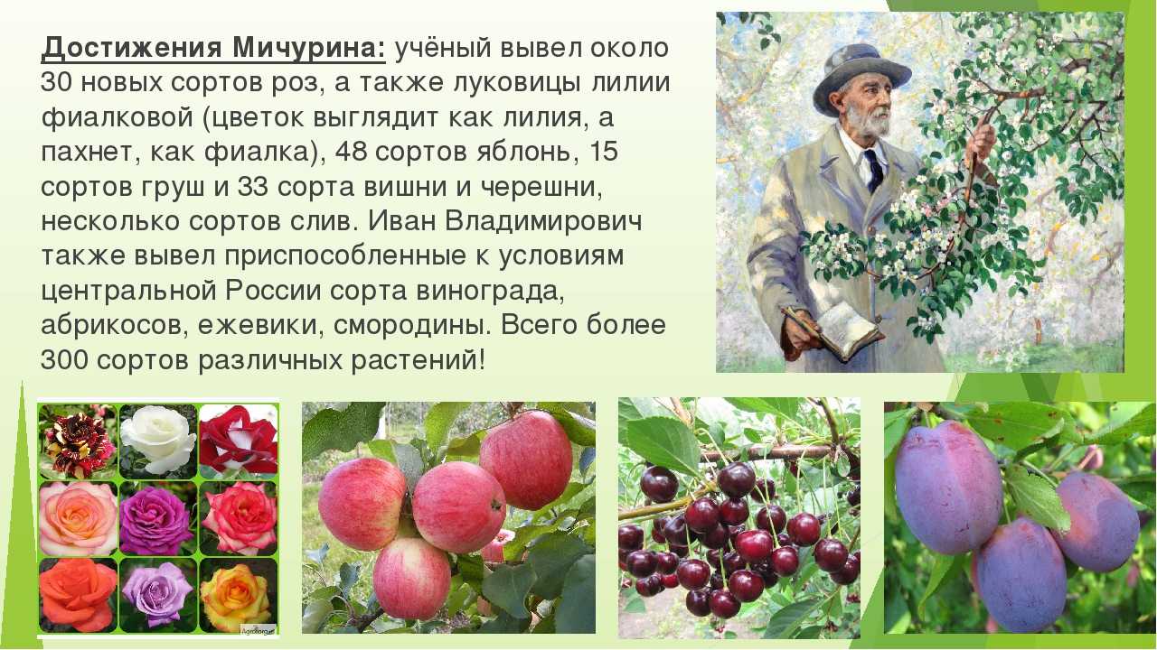 Томат вернисаж: описание и характеристика сорта, урожайность с фото