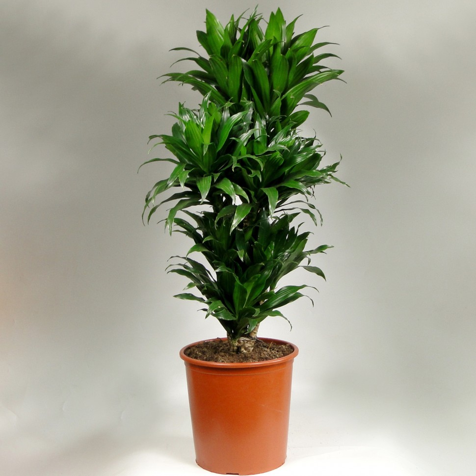 Dracaena angustifolia care