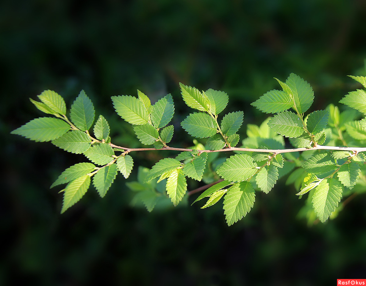 Описание вяза мелколистного (ulmus parvifolia, zelkova). бонсай из вяза мелколистного: описание вида, уход и правила формировки