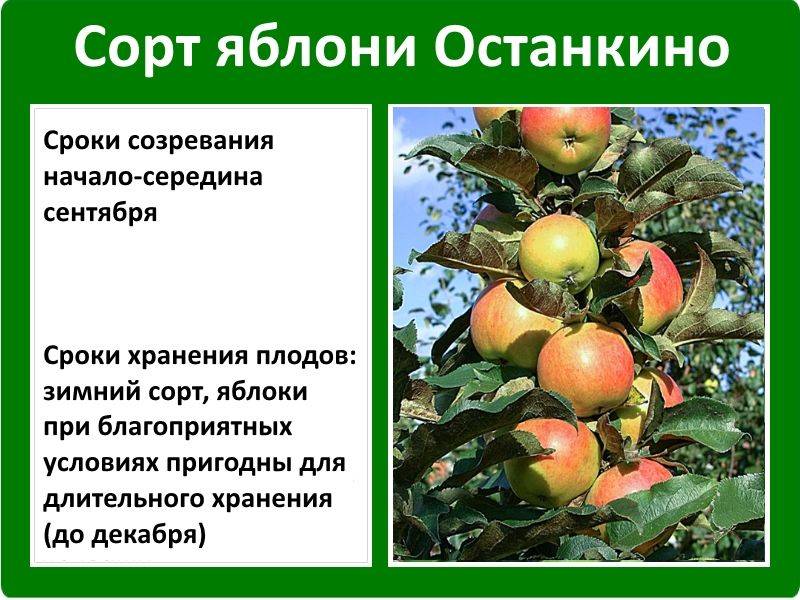 Яблоня лада: топ отзывы, все секреты сорта, описание и фото