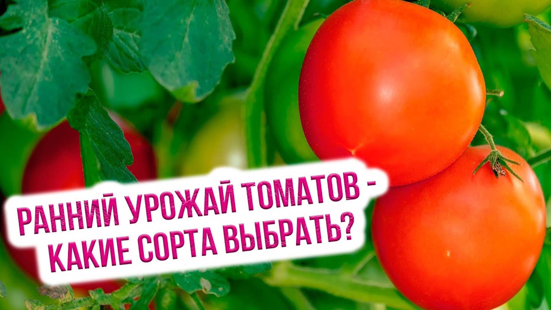 Топ-20 лучших суперранних сортов томатов для открытого грунта: выбираем подходящий вместе