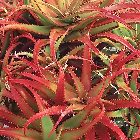 Aloe cameronii - zxc.wiki
