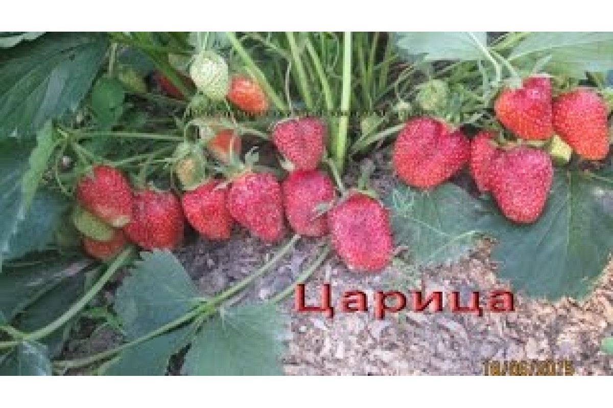Какие сорта земляники выбрать для сада — floraprice.ru