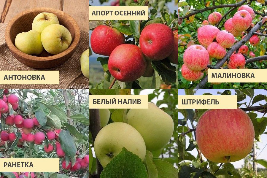 Сорт яблок малинка фото описание