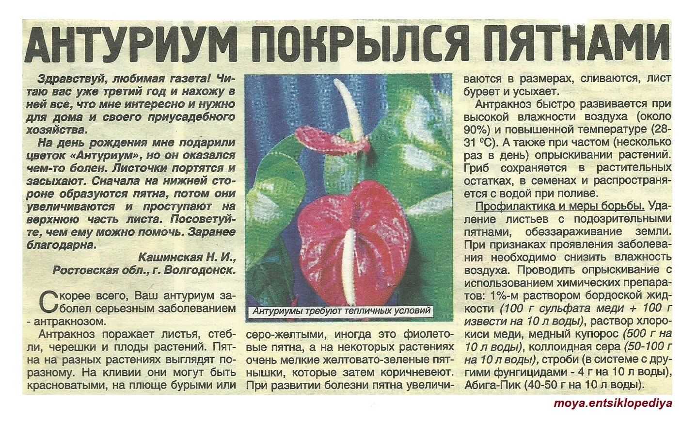 Антуриум андре (anthurium andreanum): описание и фото видов микс, красный, чемпион и туренза, уход в домашних условиях за комнатным растением и в открытом грунтедача эксперт