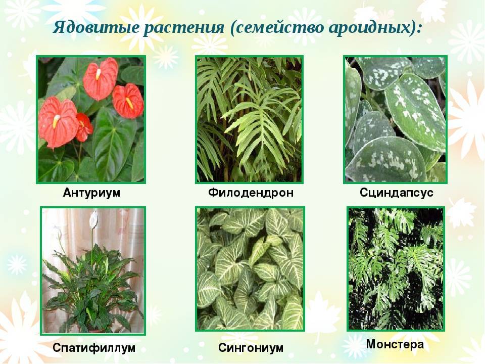 Arisaro (arisarum vulgare) - complete gardering