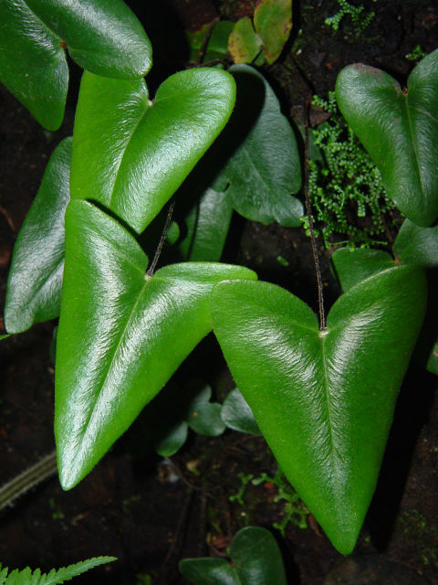 Heart leaf fern care (hemionitis arifolia) - my little jungle
