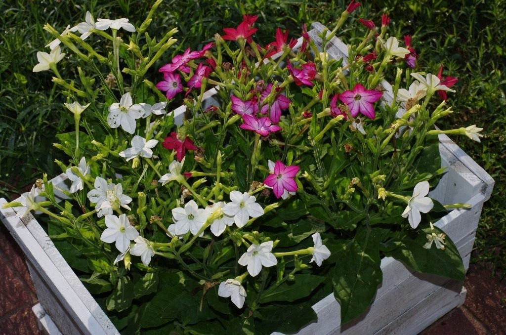 Табак крылатый (nicotiana alata) «saratoga f1» (deep rose) raw произв. 1000 шт.
