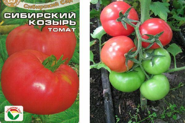 Описание и агротехника выращивания томата сибирский козырь