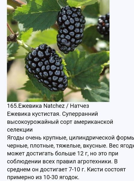 Виноград сенсация: описание и характеристики сорта, особенности выращивания