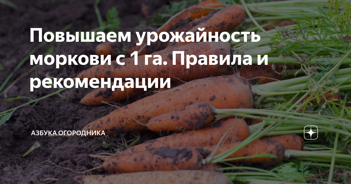 Морковь долянка daucus carota l. включен в госреестр по центральному 3 региону. позднеспелый. рекомендуется для использования в свежем виде, переработки и длительного хранения. розетка листьев прямостоячая. корнеплод слегка конической формы с заостре..