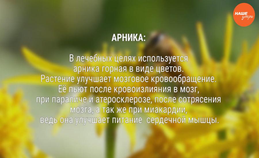 Арника горная, лечебные свойства, рецепты, описание, применение, противопоказания