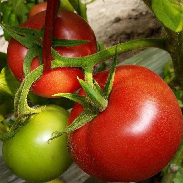 Томат красный петух: агротехника, описание, отзывы