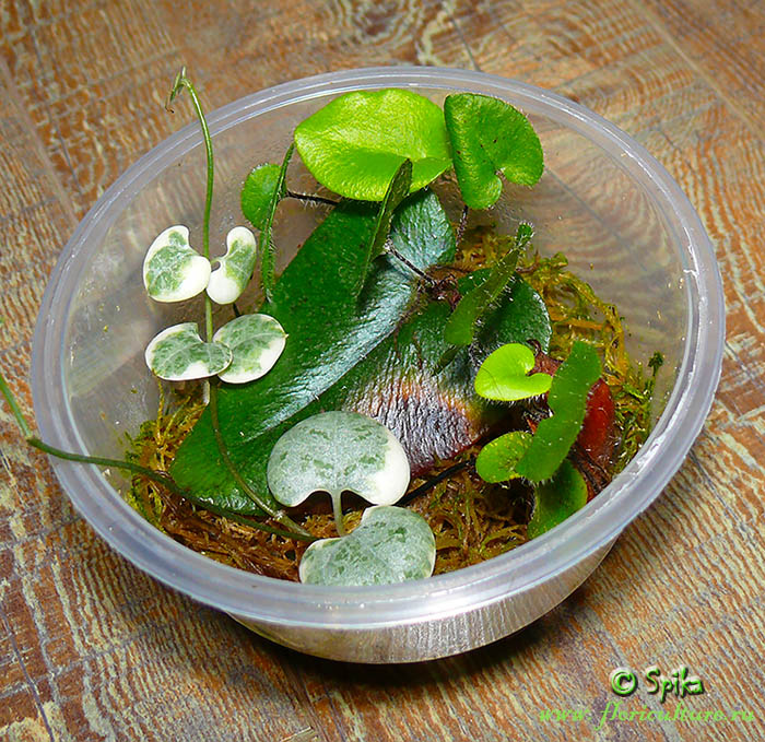 Arifolia hemionitis plant care -your must-read guide