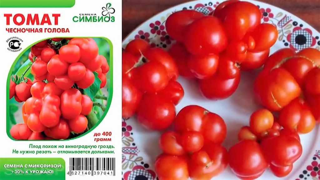 Томат солнечная вспышка отзывы