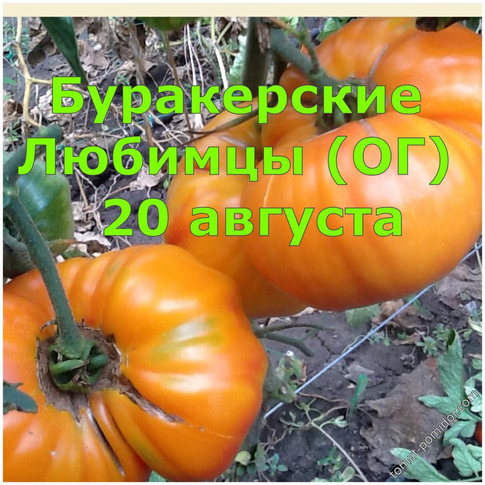 Томат бурракерские любимцы: описание сорта, характеристика, отзывы об урожайности, фото