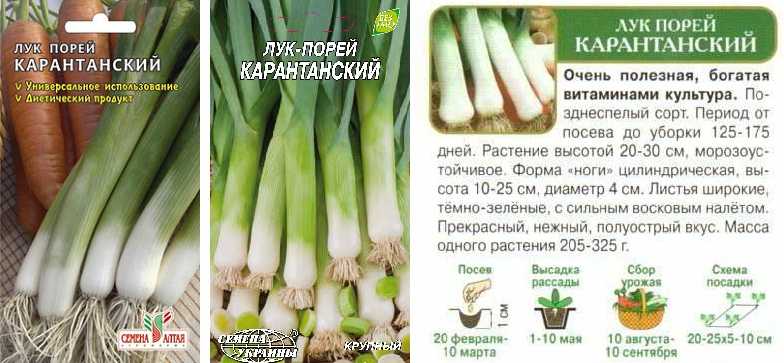 Лучшие сорта лука-порея: описание и характеристика, сроки созревания