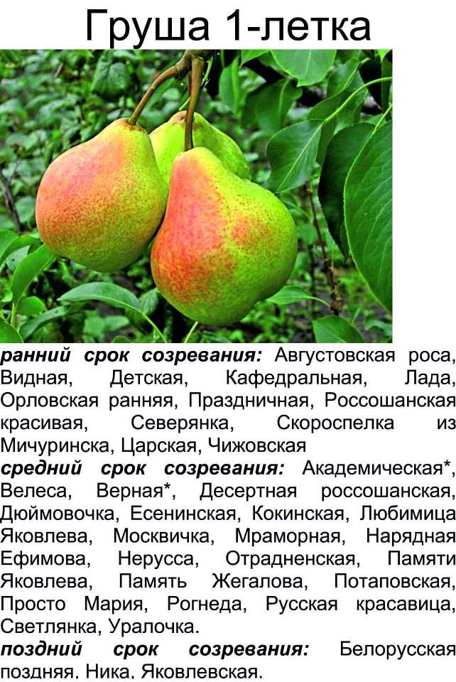 Груша любимица яковлева: описание сорта, фото, отзывы