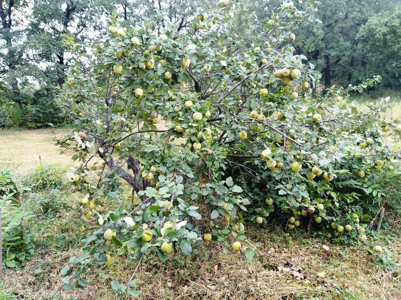 Айва урожайная кубанская описание сорта | хороший урожай🍎
