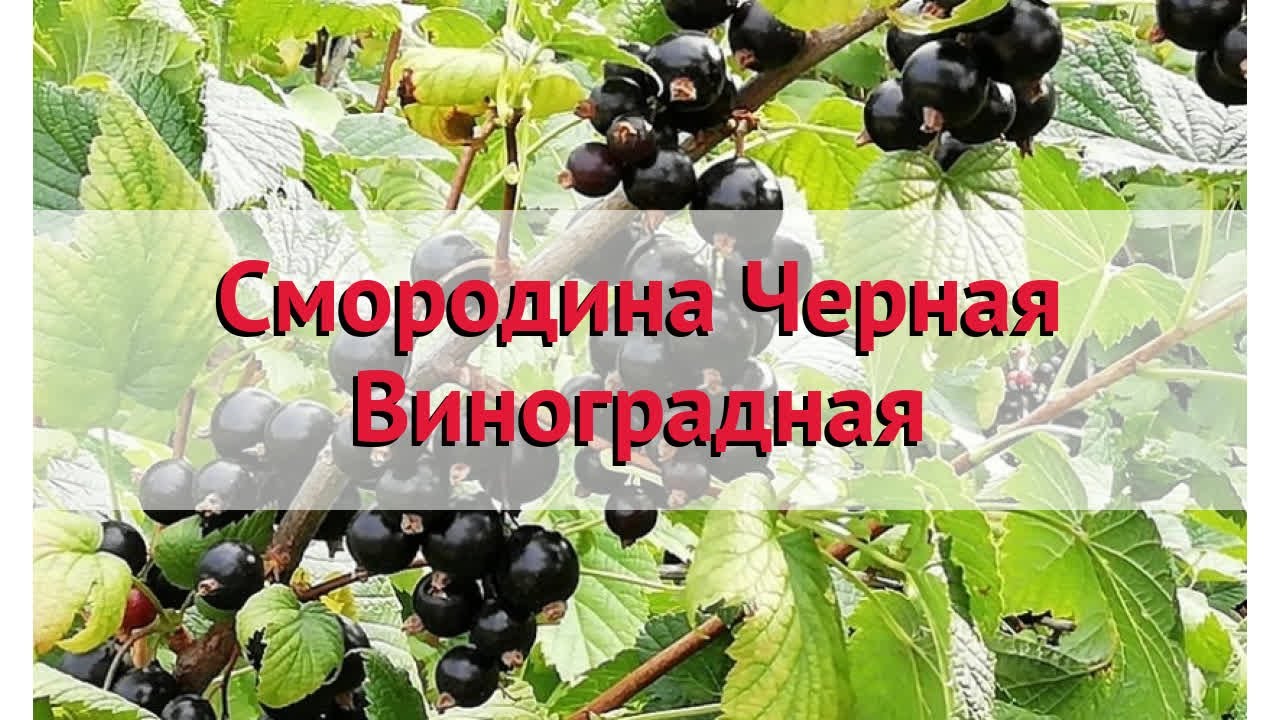 Ранний крупноплодный сорт чёрной смородины виноградная: внешний вид и описание сорта, фото