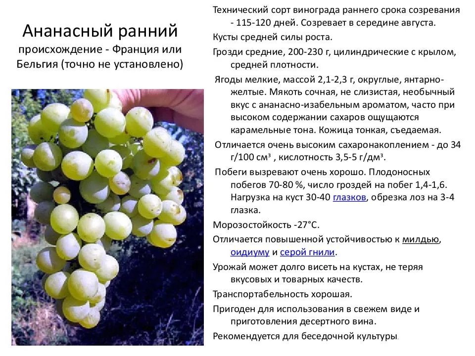 Сорта винограда - 5 часть - виноградарство | собственник
