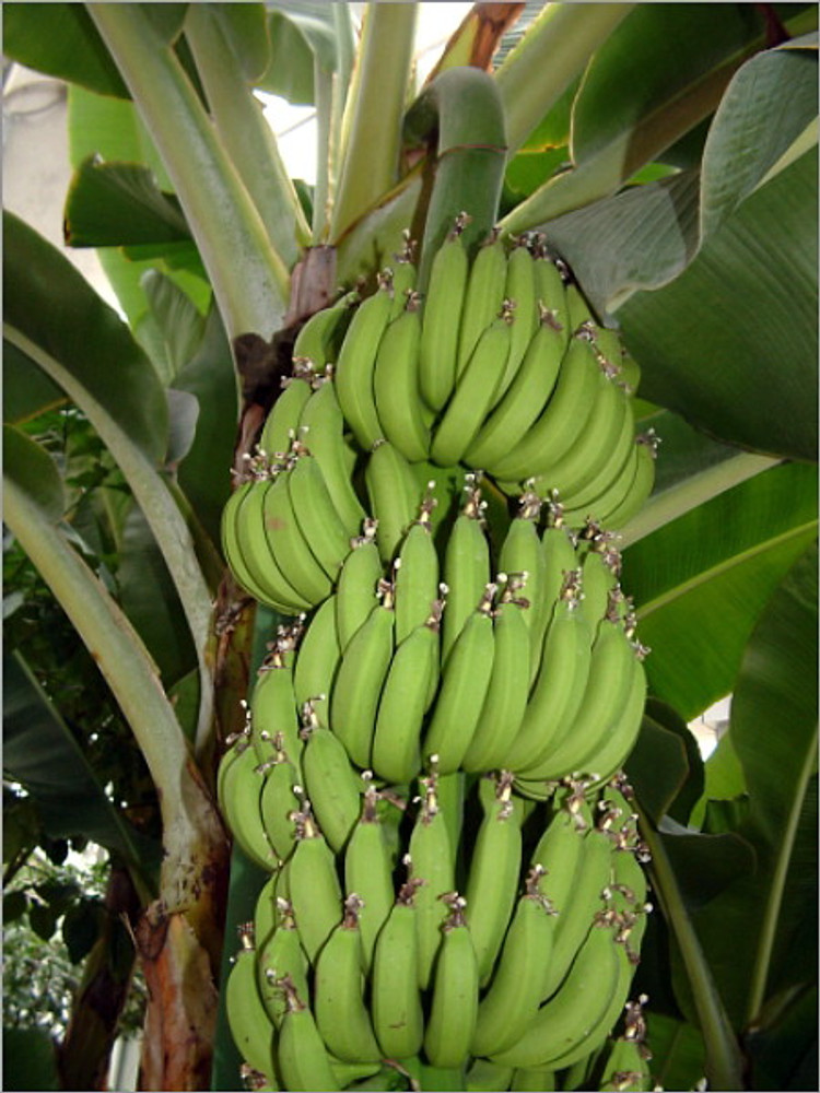 Комнатный банан киевский карлик — musa super dwarf cavendish