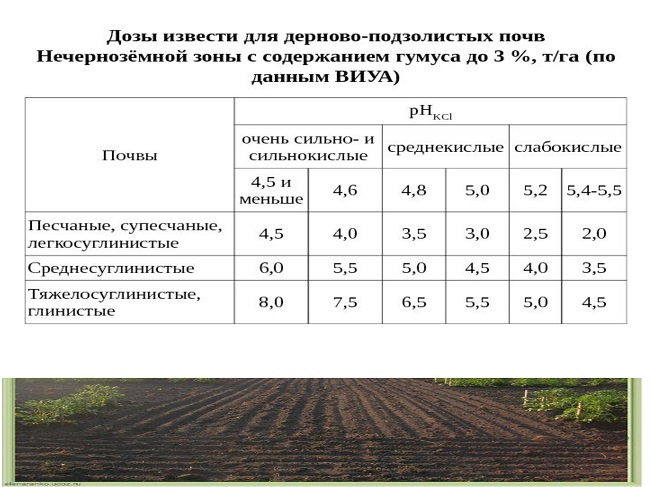 Сорта сливы