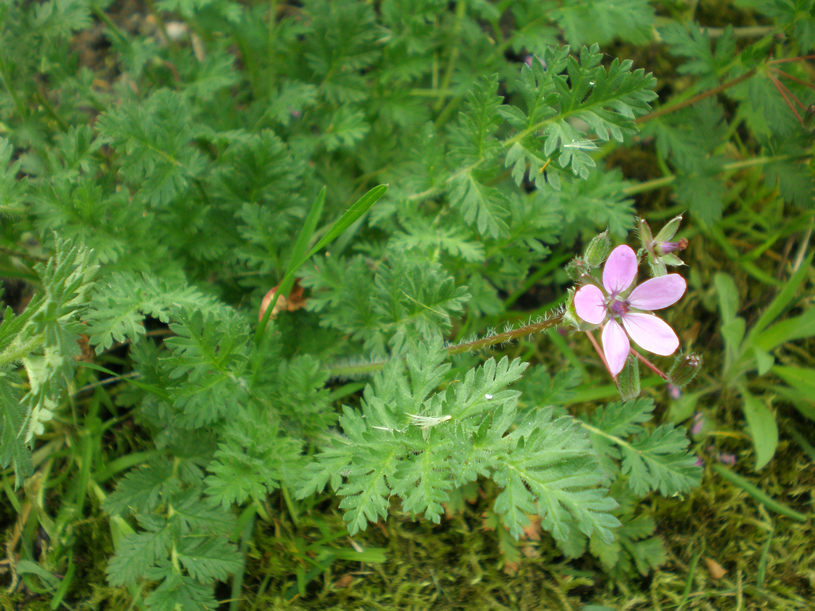 Аистник стевена erodium stevenii