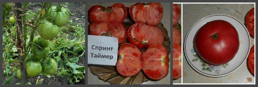 Томат спринт таймер: характеристика сорта, отзывы, фото