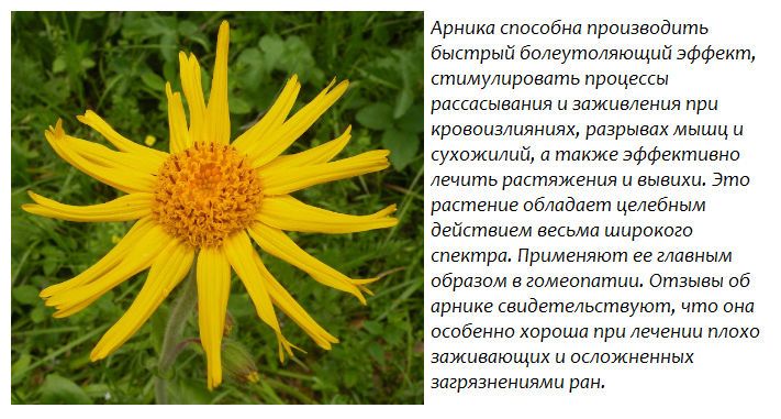 Арника горная: описание, лечение арникой | травник
