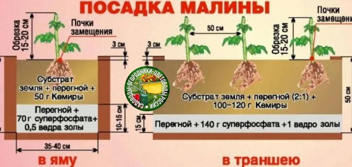 Сорт груши верная: фото, отзывы, описание, характеристики.