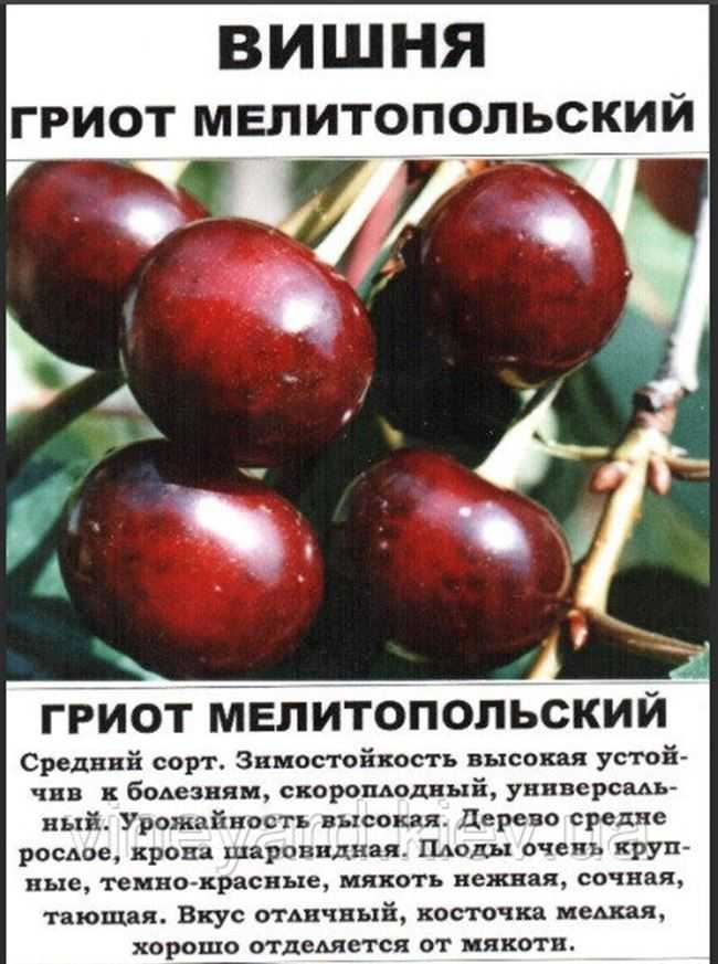 Описание сортов черешни