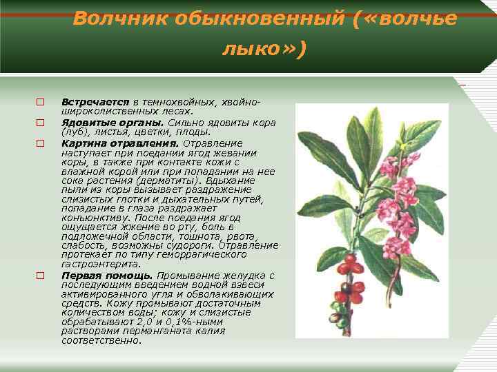 Волчеягодник: уход и применение