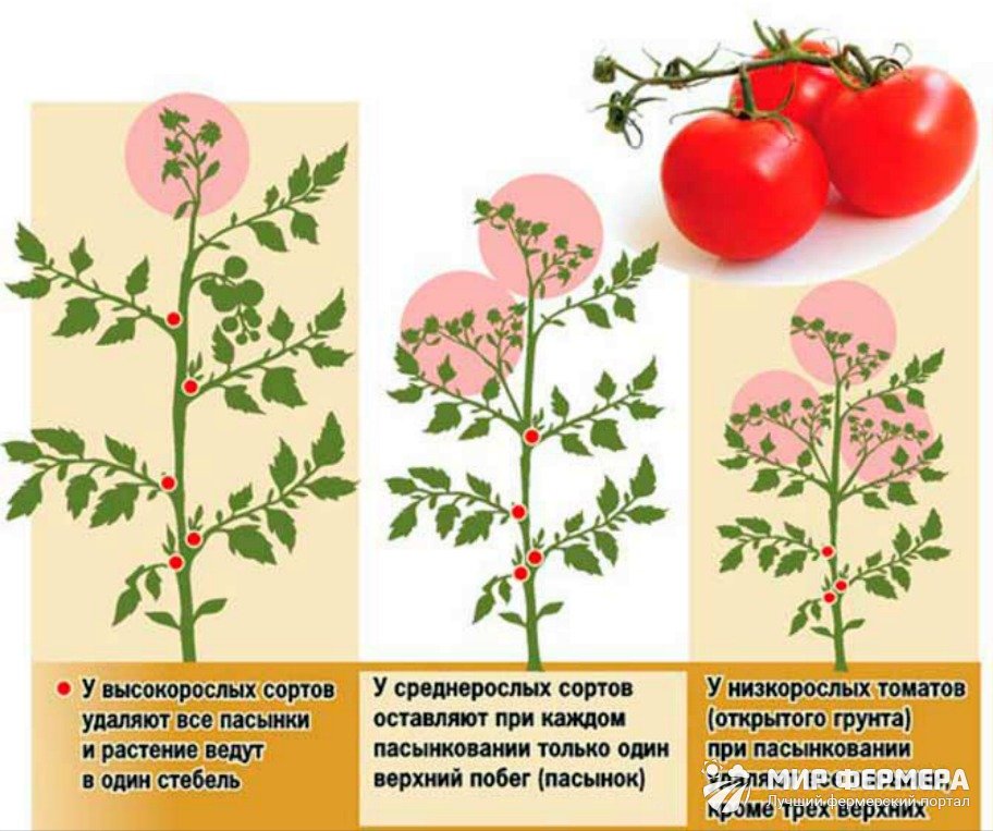 38 семян (сортов) томатов сибирской селекции, самые урожайные
