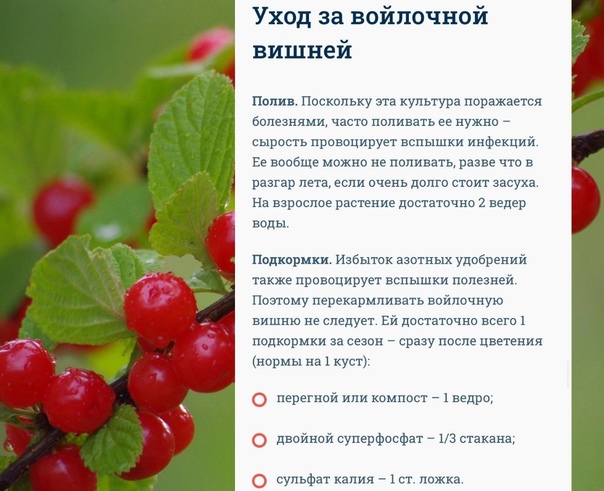 Сорта вишни для урала: 25 самых сладких и вкусных, отзывы | самоплодные, крупные, войлочные, крупноплодные, кустовые